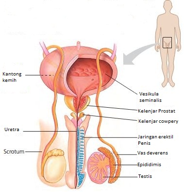 Organ reproduksi pria yang berbentuk seperti kantong di dalamnya terdapat testis dan berfungsi menjaga suhu testis agar sesuai untuk produksi sperma adalah